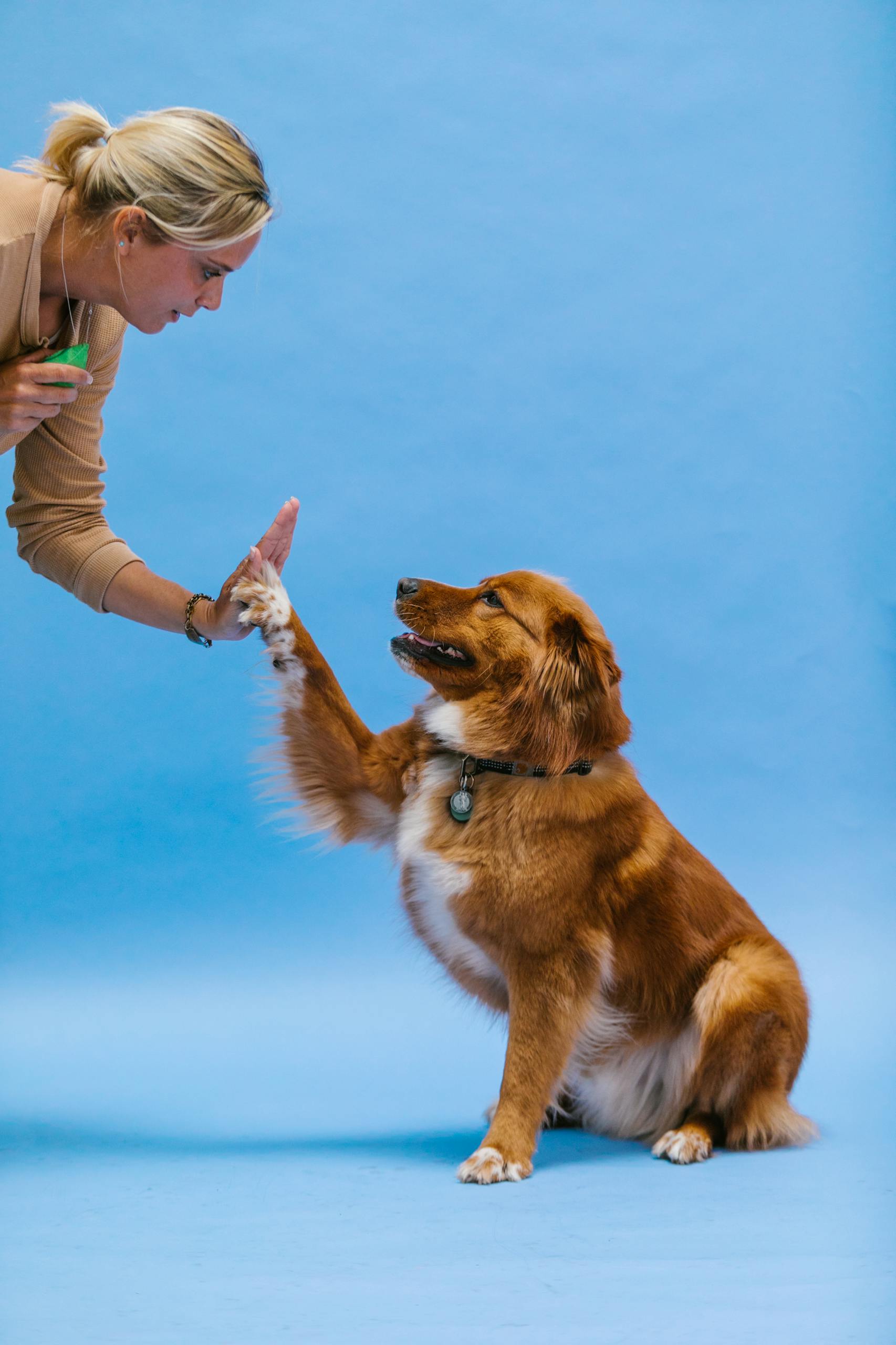 A woman teaching her brown dog to perform a high five against a blue backdrop.